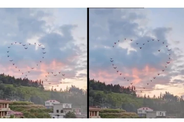 என்ன அழகு.. வானில் இதய வடிவில் வட்டமடித்த பறவைகள் - வைரலாகும் அற்புத வீடியோ...!