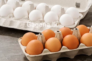 වහාම ක්‍රියාත්මක පරිදි අද මධ්‍යම රාත්‍රියේ සිට බිත්තරයක මිල පහළට..!