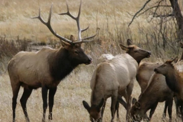 மான் தாக்கி விவசாயி உயிரிழப்பு – ஒருவர் படுகாயம்