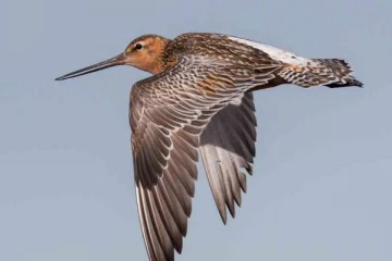 11 நாட்கள் நிற்காமல் பறந்து அவுஸ்திரேலியா சென்றடைந்த பறவை! உலக சாதனை முறியடிப்பு