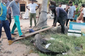 கடற்றொழிலாளர்களின் வலையில் சிக்கிய  எட்டு அடி நீளமான முதலை