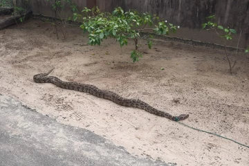 மீசாலை - அல்லாரை கிராமத்தில் பிடிக்கப்பட்ட 15 ஆடி நீளமான மலைப்பாம்பு(Video)