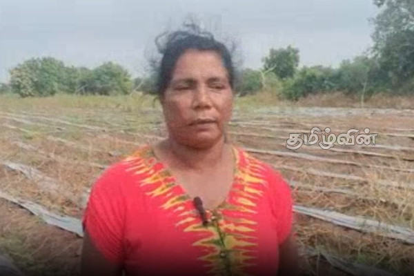 வெள்ளத்தினால் அழிந்த பூசணி பயிர்ச்செய்கை! பல இலட்சம் ரூபாவை இழந்த விவசாயி | Flooded Pumpkin Gardens வெள்ளத்தினால் அழிந்த பூசணி பயிர்ச்செய்கை! பல இலட்சம் ரூபாவை இழந்த விவசாயி | Flooded Pumpkin Gardens