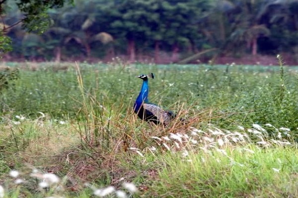 குரங்குகளை தொடர்ந்து மயில்களும் ஏற்றுமதி | Peacocks Should Be Exported Range Bandara குரங்குகளை தொடர்ந்து மயில்களும் ஏற்றுமதி | Peacocks Should Be Exported Range Bandara