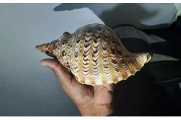 பப்புவா நியூகினியாவில் திருடிய வலம்புரியை அம்பாறையில் விற்க முயன்றவர் கைது (படங்கள்)