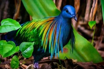 உலகின் மிக சத்தமாக ஒலி எழுப்பும் பறவைகள் என்னென்ன தெரியுமா?