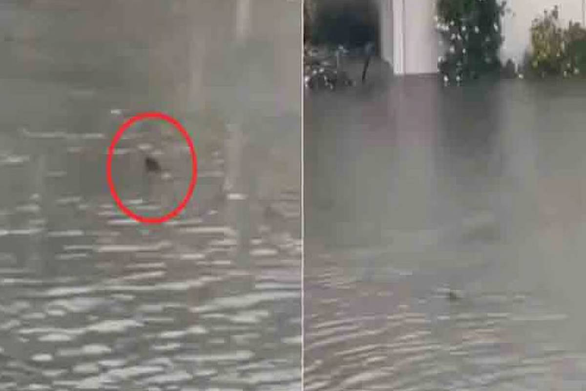 அமெரிக்க வெள்ளத்தில் குடியிருப்பு வீதியில் நீந்திய சுறா ; வைரலான காணொளி | Shark Swims Down Residential Street Us Floods