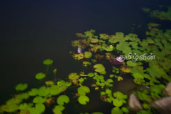 வவுனியா - பேராறு நீர்த்தேக்க மீன்களை உண்பதை உடன் தவிர்க்கவும்! விடுக்கப்பட்டுள்ள எச்சரிக்கை | Vavuniya Avoid Eating Fish From Peraru Reservoir