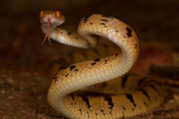 உங்கள் கனவில் பாம்பு வந்தால் என்ன நடக்கும் தெரியுமா? | What Happens When You See Snake In Your Dream