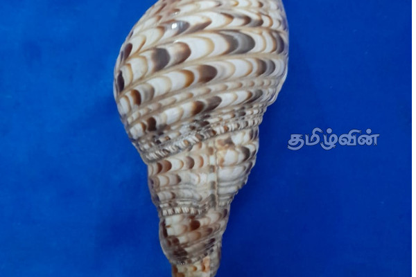மட்டக்களப்பில் ஒரு கோடி ரூபாய் பெறுமதியான இரு வலம்புரி சங்குகளுடன் இருவர் கைது(Photos) | Two Persons Arrested With Two Valampuri Conch