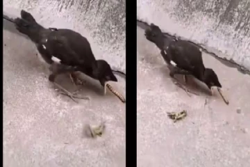 Viral video: இரையை பிடிக்க தெரியாமல் திணறும் குஞ்சுப்பறவை குவியும் லைக்குகள்