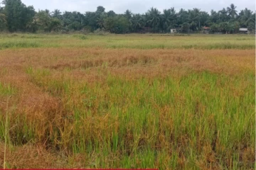 கிளிநொச்சியில் நெல் எரிபந்த நோயினால் பாதிக்கப்பட்ட வயல்களை பார்வையிட்டுள்ள பத்தலகொட நெல் ஆராய்ச்சி நிலைய குழுவினர்