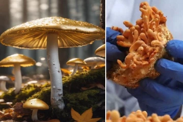 காளானில் இருந்து தங்கம்! இந்தியா படைத்த சாதனை