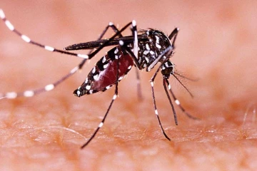 கர்ப்பிணிகளே உஷார்...கேரளாவை மீண்டும் அச்சுறுத்தும் ஜிகா வைரஸ்