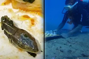 விமான விருந்தில் இருந்த பாம்புத் தலை! நடுக்கடலில் செஸ் விளையாடிய நபர்.. வினோத உலகம்