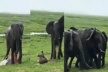 கொட்டும் மழையில் குட்டியை ஈன்றெடுத்த தாய் யானை - மகிழ்ச்சியில் ஆரவாரம் செய்த யானை கூட்டம்