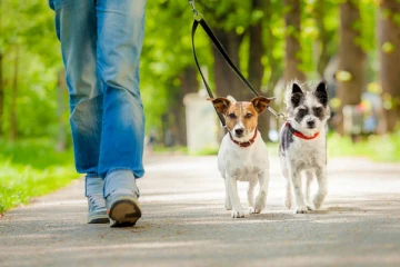 கனடாவில் நாய்களுடன் வாக்கிங் சென்ற நபருக்கு காத்திருந்த எதிர்பாராத அதிர்ச்சி