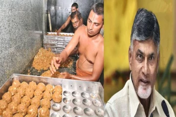 திருப்பதி லட்டில் விலங்குகளின் கொழுப்பு.., சந்திரபாபு நாயுடு பகீர் குற்றச்சாட்டு