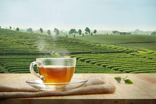 இலங்கை தேயிலை மீண்டும் ஆதிக்கம் ; ஈரானுடன் மீண்டும் இணைந்த இலங்கை வர்த்தகம் | Tea Dominates Again Sri Lankan Trade Linked Iran