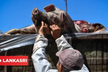 இந்த காய்ச்சலால் தான் கொரோனா பரவியது? பிரித்தானியா- சீனா விஞ்ஞானிகள் பகீர் தகவல்