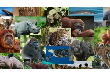 குஞ்சுகளை வாய் வழியாக பெற்றெடுக்கும் உயிரினம் எது தெரியுமா? தெரிஞ்சா ஆச்சரியப்படுவீங்க!