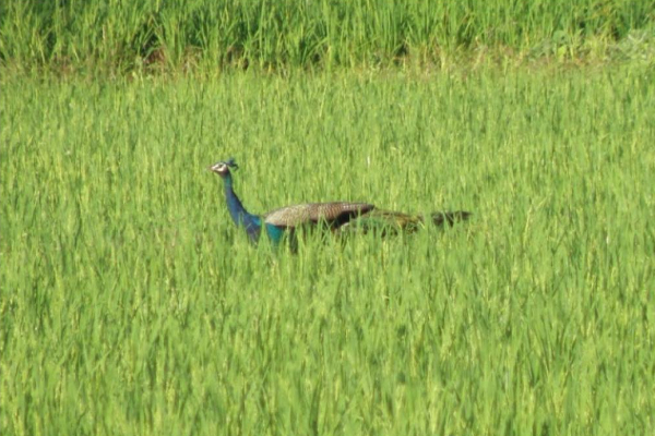 இலங்கை விவசாயிகளுக்கு வழங்கப்பட்ட ஏர் ரைபிள் துப்பாக்கிகள் | Air Rifle For Sri Lankan Famers