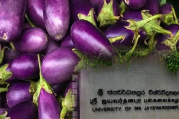 கத்தரிக்காய் குறித்து ஆய்வில் வெளியான தகவல்