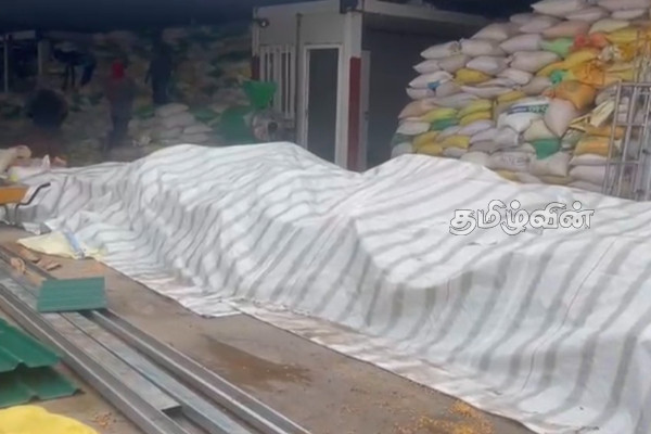 சத்துணவு தயாரிப்பிற்கு உலரவிடப்பட்டுள்ள பழுதடைந்த சோள விதைகள் - எழுந்துள்ள சந்தேகம் | Spoiled Corn Seeds For Nutritious Food Preparation