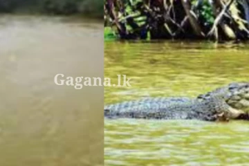 ප්රදේශයක් පුරා කිඹුල් බියක් පැතිරී යයි - බියෙන්ම ගම්වාසීන් කියු දේ.. පරිස්සමින් කටයුතු කරන්න.