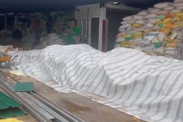 மன்னாரில் கண்டுபிடிக்கப்பட்ட பல டொன் பழுதடைந்த சோள விதைகள்! எடுக்கப்படவுள்ள நடவடிக்கை | Tons Of Spoiled Corn Seeds Were Brought To Mannar