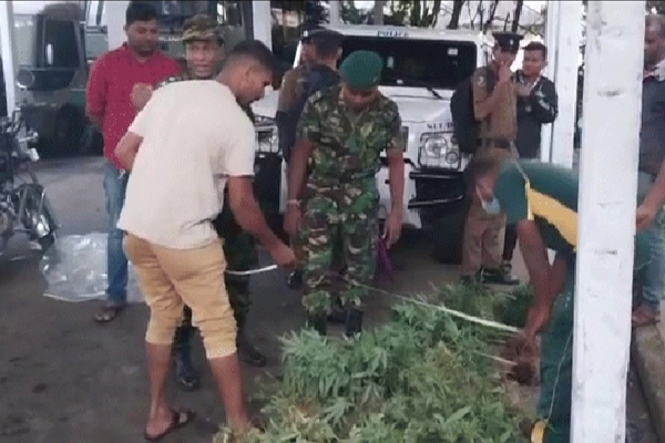 பசுமை தோட்டத்திற்குள் கஞ்சாவை பயிரிட்ட நபர் கைது | Man Arrested For Planting Cannabis In Green Garden