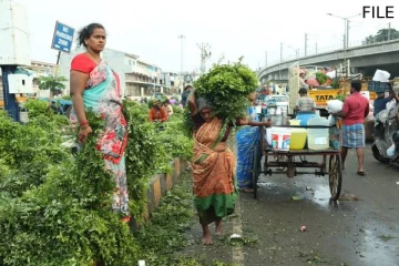 கண்களில் கண்ணீரை வரவழைக்கும் கருவேப்பிலை விலை - இனி சும்மாலாம் கிடைக்காது..!