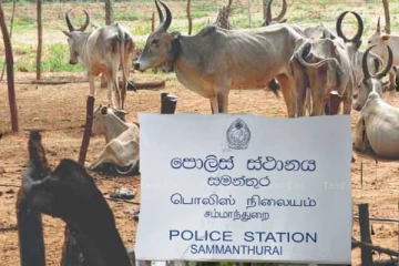 அம்பாறையில் மாடுகள் திருட்டு: பொலிஸார் எச்சரிக்கை
