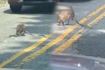 Viral Video:முயலிடம் சிக்கி தவித்த பாம்பு இது புதுசா இருக்கே