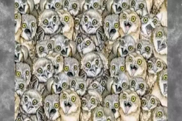 Optical Illusion: ஆந்தைகளுக்கு நடுவில் மறைந்திருக்கும் குருவியை ஐந்து நொடிக்குள் கண்டுபிடிக்க முடியுமா?