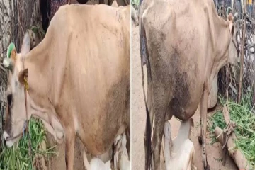 ‘’ அம்மா எனும் மந்திரமே அகிலம் யாவும் ஆள்கிறதே'’ : ஆட்டுக்குட்டிகளின் பசியைப் போக்கிவரும் பசு