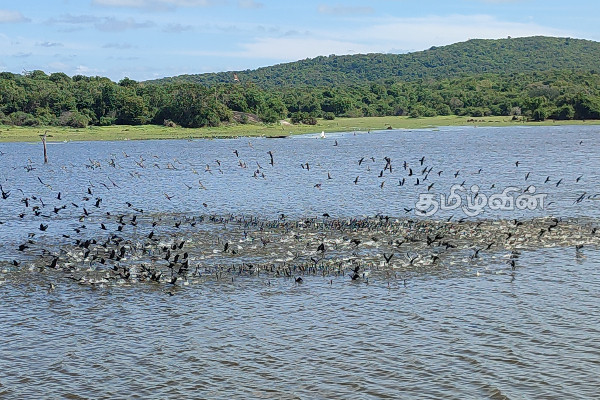 இலங்கையை அலங்கரிக்கும் புதிய வகை பறவைகள்(Video) | A New Species Of Bird To Grace Sri Lanka