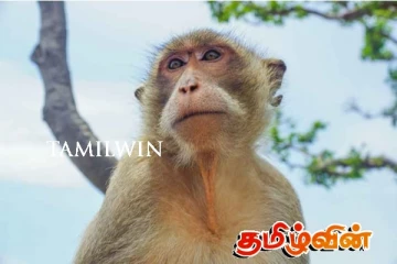 சர்வதேச ரீதியில் பேசுபொருளான இலங்கையின் குரங்கும் மின்தடையும்