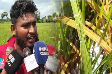 கிளிநொச்சி பெரும்போக நெற்செய்கையில் அதிகரிக்கும் நோய்த்தாக்கம் (Video)