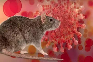 எலிகள் மூலம் பரவும் ஒமைக்ரான் : விஞ்ஞானிகள் அதிர்ச்சி தகவல்