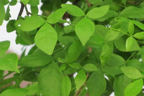 சனிப்பிரதோஷமான இன்றைய தினம் இந்த 6 பொருட்களை வைத்து சிவபெருமானை வழிபட வேண்டுமாம் | Lord Shiva Should Be These 6 Items On Sanipradosh