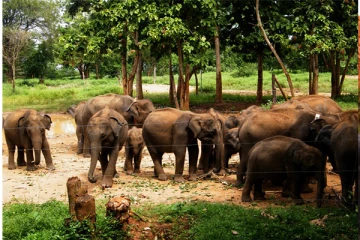 உடவளவையில் யானை கடத்தல் முறியடிப்பு