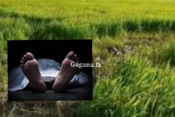 කුඹුරු යායකින් නිරුවත් මළ සිරුරක්.