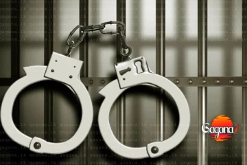 නීතිවිරෝධීව මෝරුන් ඇල්ලූ 6ක් අත්අඩංගුවට