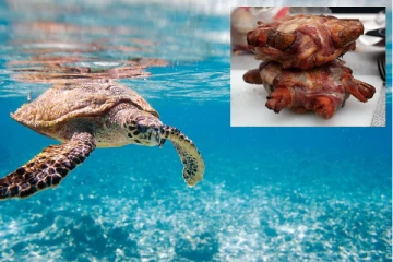 கடல் ஆமையை உண்ட குழந்தைகளுக்கு நேர்ந்த சோகம்