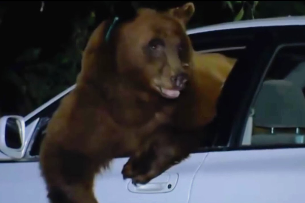 ஆர்வக்கோளாறால் காருக்குள் சிக்கிக்கொண்ட கரடி! | A Bear Stuck In A Car Due To Lack Of Interest
