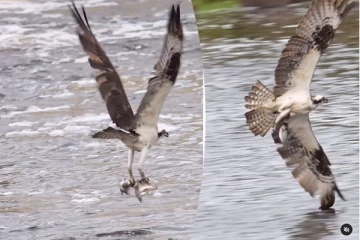Eagle: கழுகின் இரட்டை மீன் வேட்டை... திடீரென ஏற்பட்ட சறுக்கல்! ஆனால் ஒரு டுவிஸ்ட்