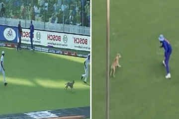 இருப்பா நானும் பீல்டிங் வாரேன் - சேப்பாக்கம் மைதானத்தில் ஓடி அடம்பிடித்த நாய், வைரலாகும் வீடியோ