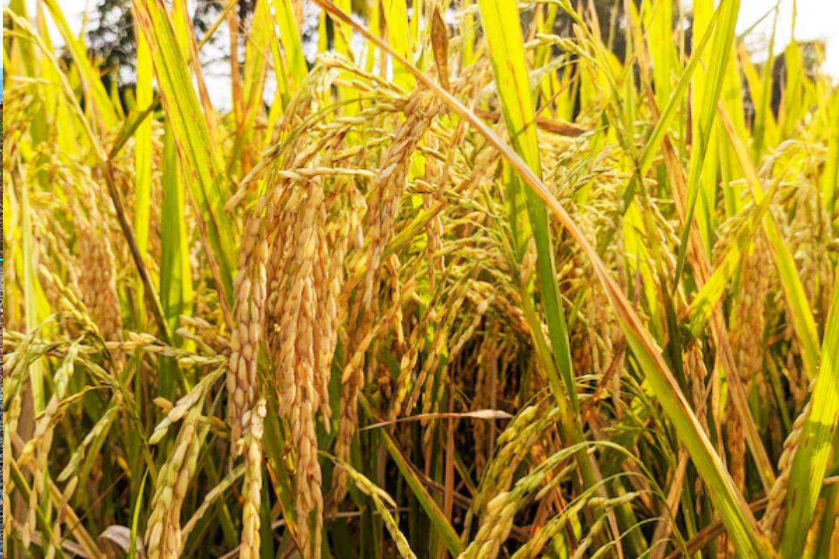 மன்னார் கட்டுக்கரை குள நிதி நிர்வாகத்தில் முறைகேடு | Irregularity Land Allocation Under Katukkarai Pond