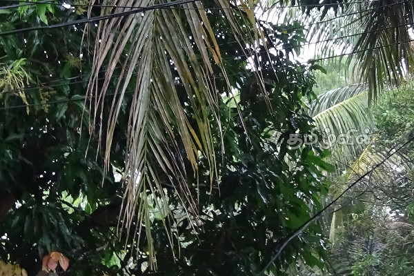நீண்ட வறட்சியின் பின்னர் மட்டக்களப்பில் கனமழை(Video) | Sri Lanka Weather Batticaloa